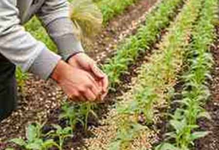 Shaping the Future of Seed Farming with Innovative Technologies